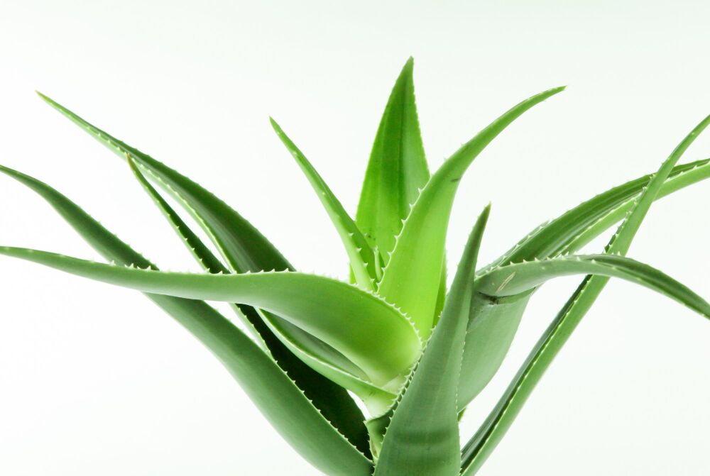 Aloe vera faydaları